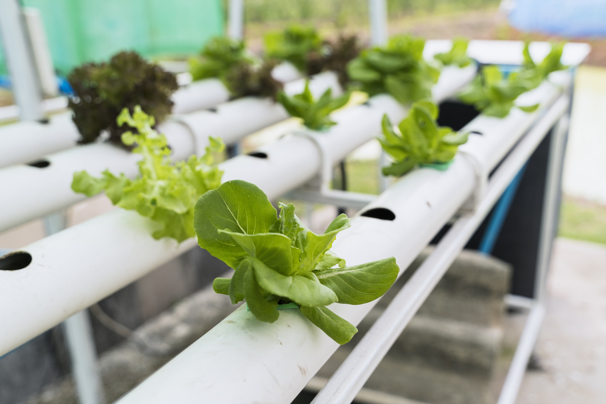 Hydroponic System Beginners (2)