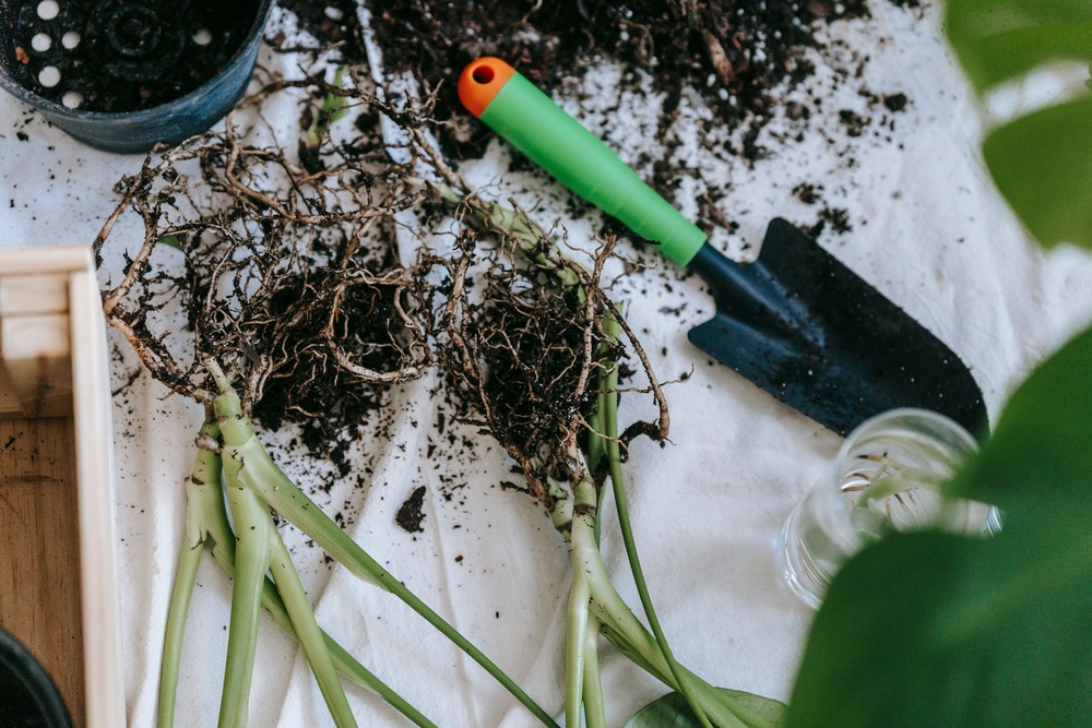 Plant Growing With Roots Inground (2)